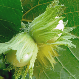 Фундук Nottingham Fruchtbare