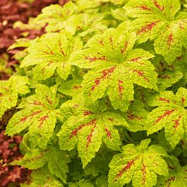 Гейхерелла Sunrise Falls