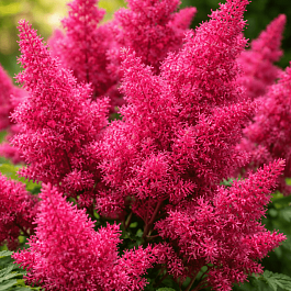 Астильба японская Koblenz