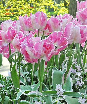 Тюльпан попугайный Элсенбург