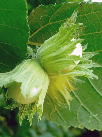 Фундук Nottingham Fruchtbare