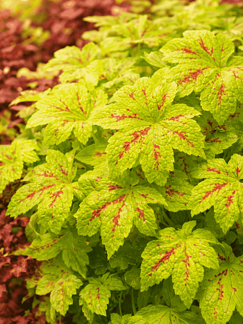 Гейхерелла Sunrise Falls