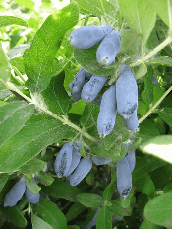 Жимолость плодовая Славянка