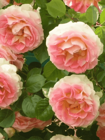 Роза Плетистая Cesar