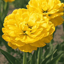 Тюльпан Yellow Pomponette
