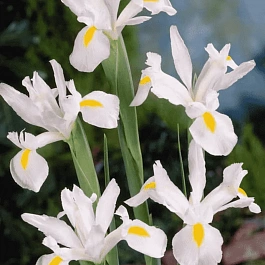 Ирис White Excelsior
