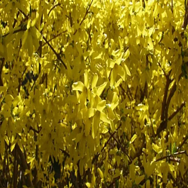 Форзиция яйцевидная  Tetragold