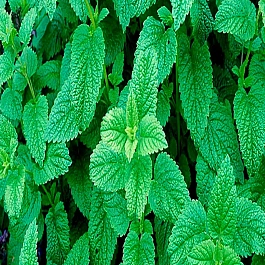 Мелисса лекарственная Кадриль