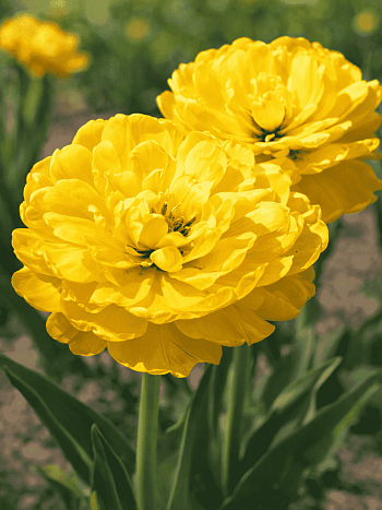 Тюльпан Yellow Pomponette