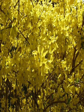 Форзиция яйцевидная  Tetragold
