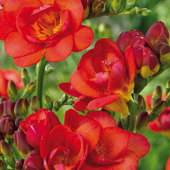 Фрезия гибридная махровая Ред