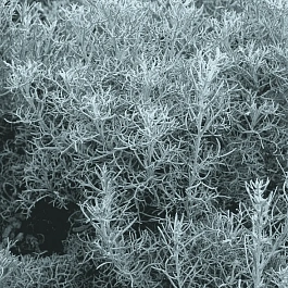 Полынь армянская синяя 'Canescens'