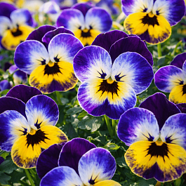 Виола рогатая Jolly Face