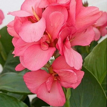 Канна зеленолистная Сити ов Портленд