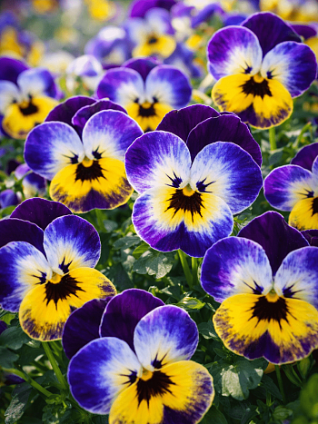 Виола рогатая Jolly Face