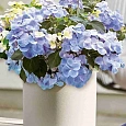 Гортензия гибридная French Bolero Blue