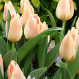 Тюльпан ботанический Little Girl