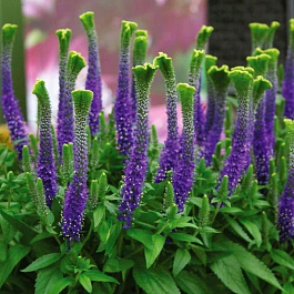 Вероника колосковая  Кристата