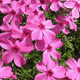 Флокс шиловидный Drummond pink