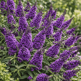 Буддлея давида  Butterfly Candy Little Lila