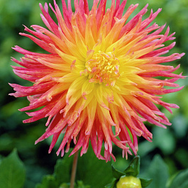 Георгина Кактусовая Фринджд Стар