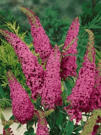 Буддлея давида Royal Red