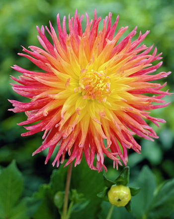 Георгина Кактусовая Фринджд Стар