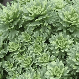 Камнеломка Арендса Variegata