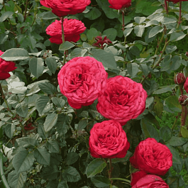 Роза Чайно-гибридная Red Piano