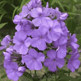 Флокс метельчатый Карл Форстер