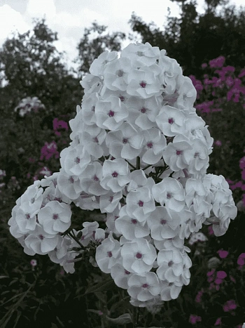 Флокс метельчатый Молочное суфле