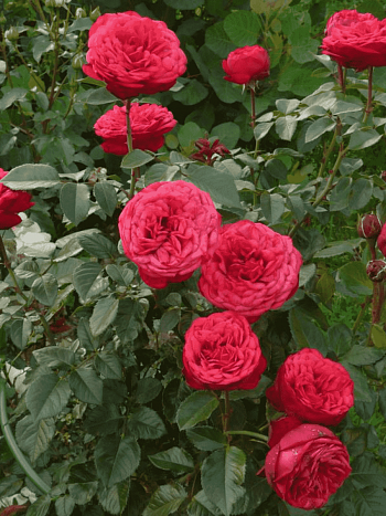 Роза Чайно-гибридная Red Piano