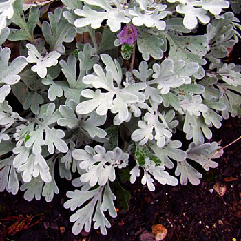 Полынь Стеллера Boughton Silver