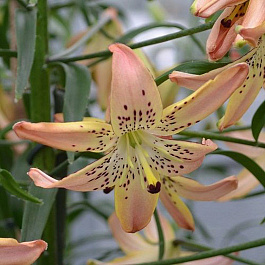 Лилия азиатская Корсаж