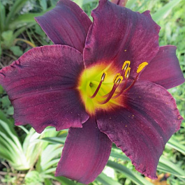 Лилейник гибридный Олив Бейли Ленгдон