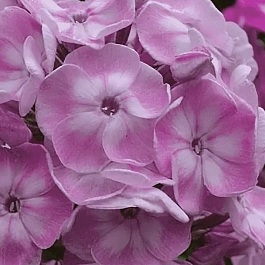 Флокс метельчатый Younique Old Pink