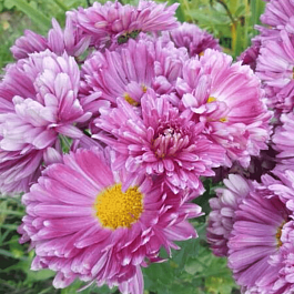 Хризантема корейская Карнавал