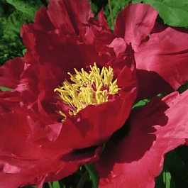 Пион древовидный Red Shandong Lotus