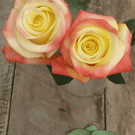 Роза чайно-гибридная Florida