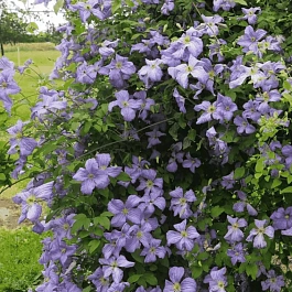 Клематис гибридный Emilia Plater