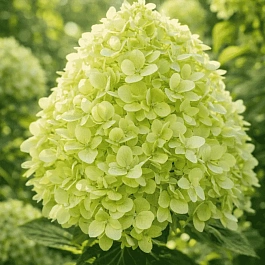 Гортензия метельчатая Little Spooky ТОЛЬКО САМОВЫВОЗ