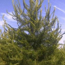 Сосна скрученная