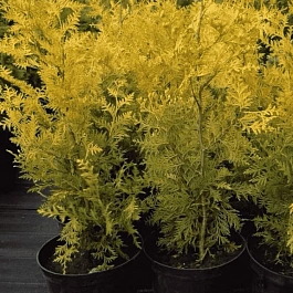 Туя западная Golden Brabant