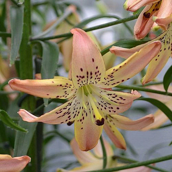 Лилия азиатская Корсаж