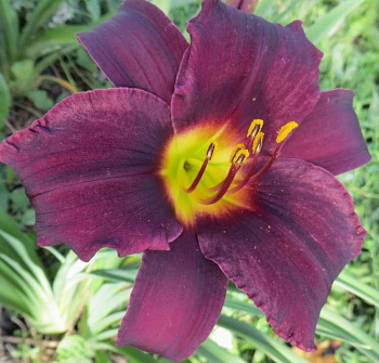 Лилейник гибридный Олив Бейли Ленгдон