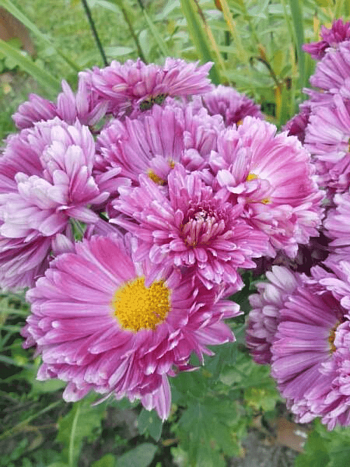 Хризантема корейская Карнавал