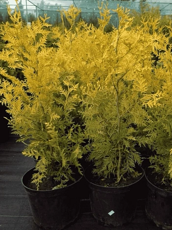 Туя западная Golden Brabant