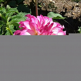 Георгина Декоративная Колорадо Классик