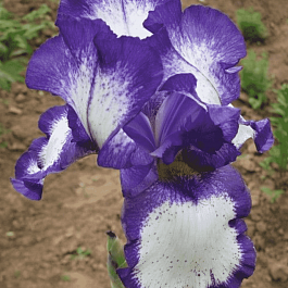 Ирис германский Going my Way