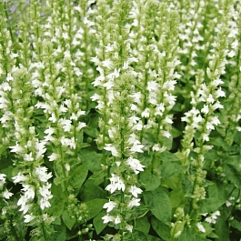 Лобелия синяя Alba